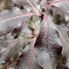 Pittosporum - Purple Princess