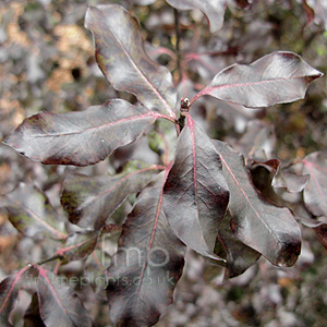 Pittosporum 'Purple Princess'