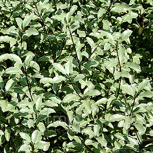 Pittosporum Tenuifolium 'Silver Princess'