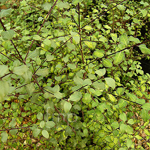 Pittosporum Tenufolium 'Tandara Gold'