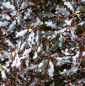 Pittosporum Tenufolium 'Purpureum'