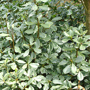 Pittosporum Tobira 'Variegata'