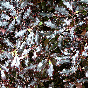 Pittosporum Tenufolium 'Tom Thumb'