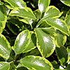 Pittosporum - Wendle Channon