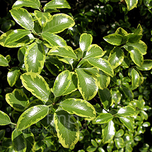 Pittosporum 'Wendle Channon'