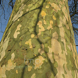 http://www.plant-encyclopedia.net/photos/platanus_acerifolia.jpg