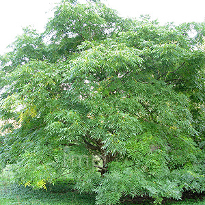 Platycarpa Strobilacea