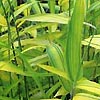 Pleioblastus Viridistriatus