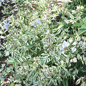 Polemonium Reptans 'Stairway to Heaven'