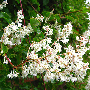 Fallopia Baldschuanica - Russian Vine, Fallopia