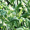 Polygonatum X Hybridum - Stiatum