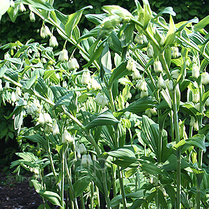 Polygonatum X Hybridum 'Stiatum' - Solomon's Seal, Polygonatum