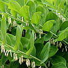 Polygonatum Mulitflorum