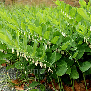 Polygonatum Mulitflorum - Solomon's Seal, Polygonatum