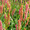 Persicaria Affine