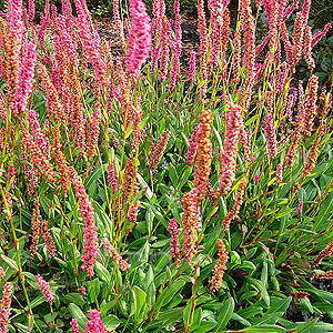 Persicaria Affine - Bistort