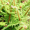 Polystichum Setiferum - Acutilobum