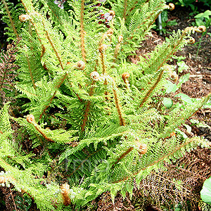 Polystichum Setiferum 'Acutilobum' - Soft Shield Fern