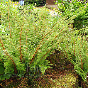 Polystichum Setiferum 'Divisilobum'