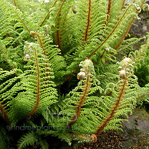 Polystichum Setferum 'Plumosum Group'