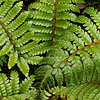 Polystichum Polyblepharum