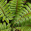 Polystichum Polyblepharum