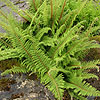 Polystichum Setiferum - Plumosodivisilobum