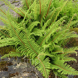 Polystichum Setiferum 'Plumosodivisilobum' - Soft Shield Fern