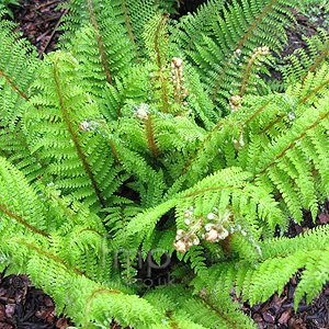 Polystichum Setiferum 'Proliferum Group'