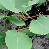 Populus Tremula