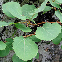 Populus Tremula - Aspen