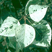 Populus X Canicans 'Aurora' - Variegated Poplar