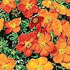 Potentilla - Sunset