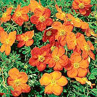 Potentilla 'Sunset' - Shrubby Quinquefoil