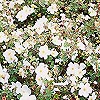 Potentilla - Tilford Cream