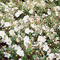 Potentilla 'Tilford Cream' - Shrubby Quinuefoil