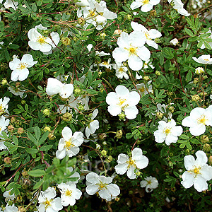 Potentilla Fruticosa 'Abbotswood'