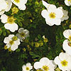 Potentilla Fruiticosa - Groneland