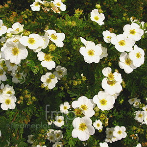 Potentilla Fruiticosa 'Groneland' - Shrubby Quinuefoil, Potentilla