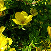 Potentilla Parvifolia