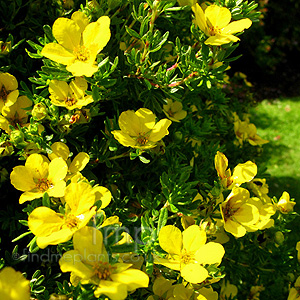 Potentilla Parvifolia - 	Shrubby Quinuefoil, Potentilla