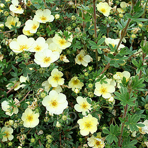 Potentilla Fruticosa 'Primrose Beauty'