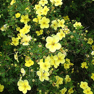 Potentilla Fruticosa 'Purdomii'