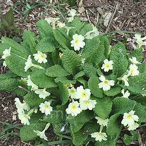 Primula Vulgaris - English Primrose