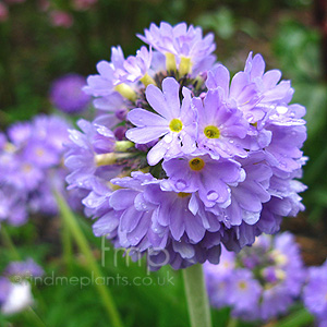 Primula Denticulata - Primrose