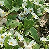 Primula Gigha