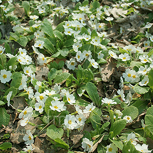 Primula Gigha - Primrose