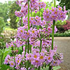 Primula Prolifera