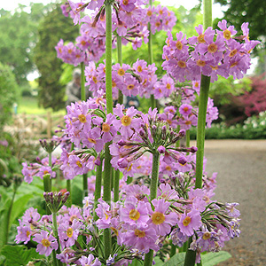 Primula Prolifera - Candelabra Primula