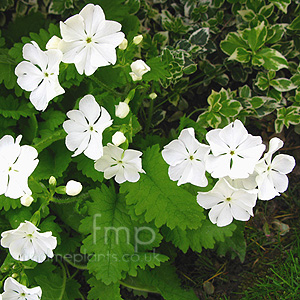 Primula Sieboldii 'Alba' - Primula